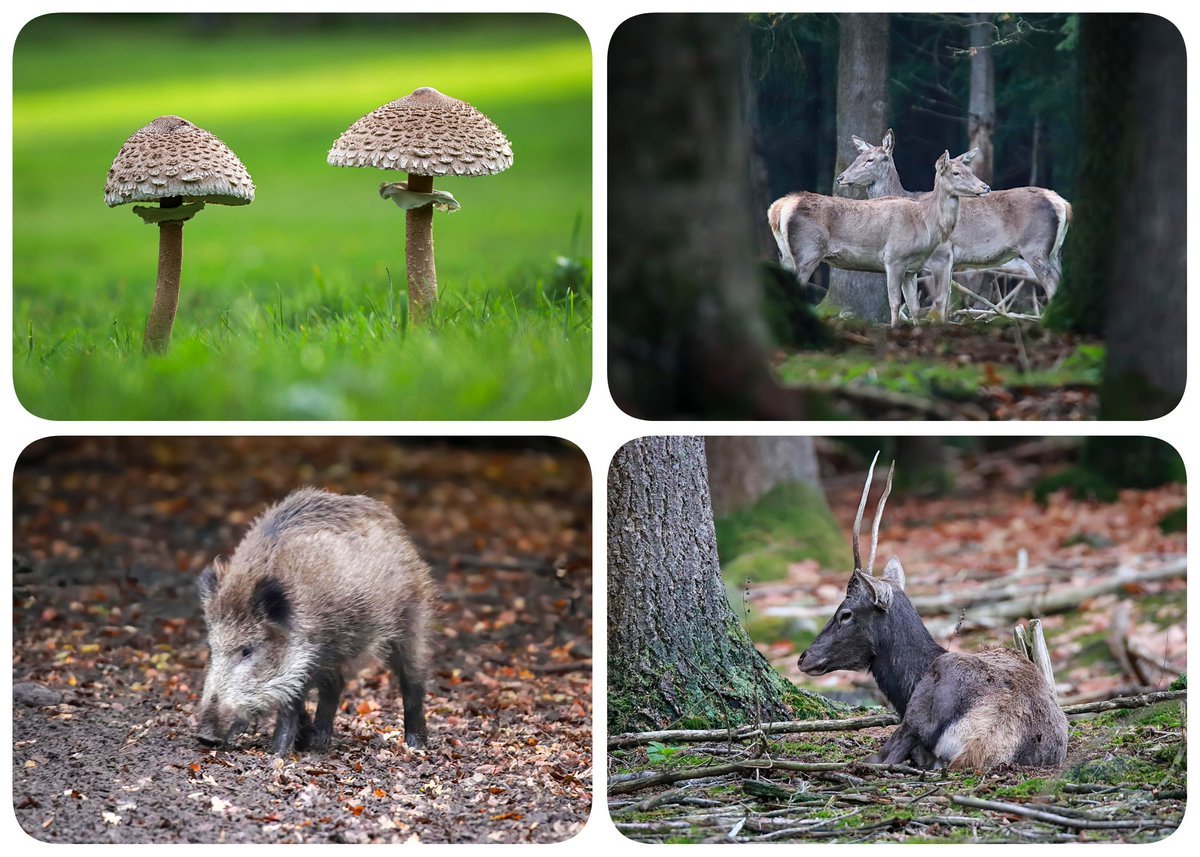 Genieten van de herfst op de Veluwe. Door het natte weer aan paddenstoelen geen gebrek. Tussen de bomen en paddenstoelen door weer genoeg gezien.