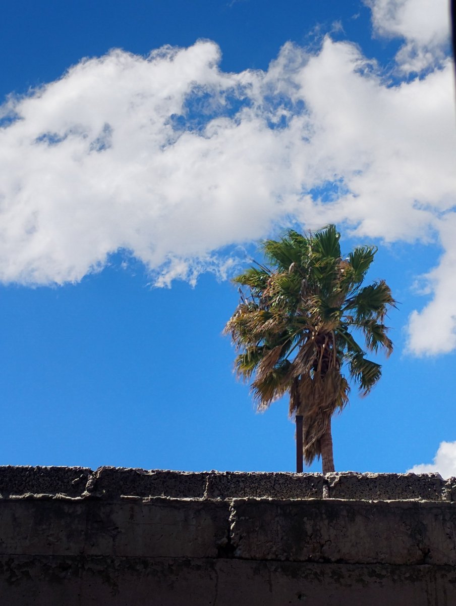 Pablo_Coyote's tweet image. Está despejado el cielo.  #Ecatepec #hacerfotos #algodón #túylasnubes #clouds