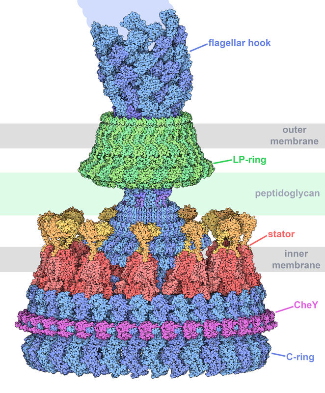 VanceE's tweet image. Above is a bacterial flagellar motor.
Below is a quantum computer.
Do with this what you want.