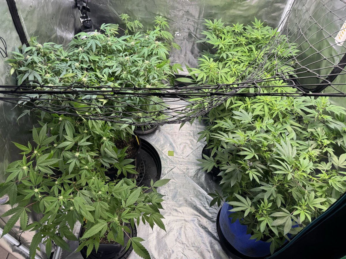 kelsseyyboo's tweet image. Happy growing! #kboo #cannabisculture #growyourown #growtent