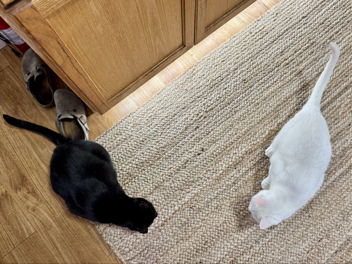 callanable's tweet image. with all the upheaval in my life this year, it was hard to find creative energy. I’ve been beating myself up for not setting up my oil paints yet—it’s a LOT of work.
finally I made myself pick up a pencil. “just draw for five minutes.”
anyway, here’s two cats ☺️