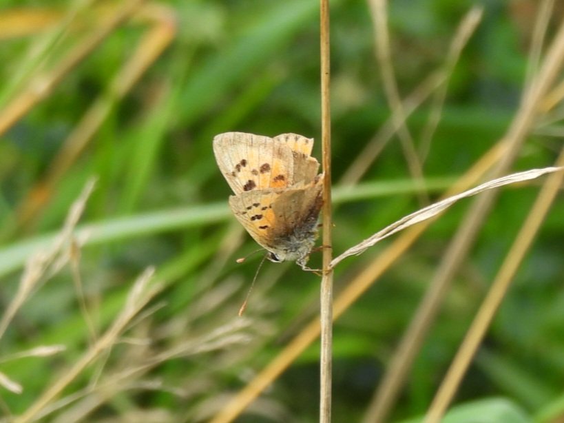 Small White &amp; Small Copper  out in the sunshine today on Beeston Common <a href="/BC_Norfolk/">BC Norfolk</a>