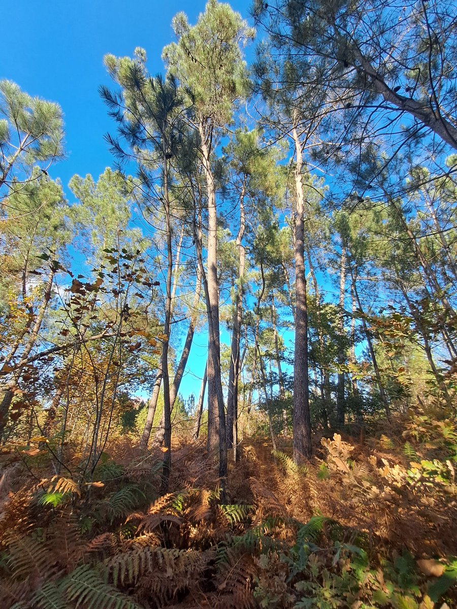 In the whole scheme of things, even these scrappy pines have a place 🖤💚🌲

#TreeClub