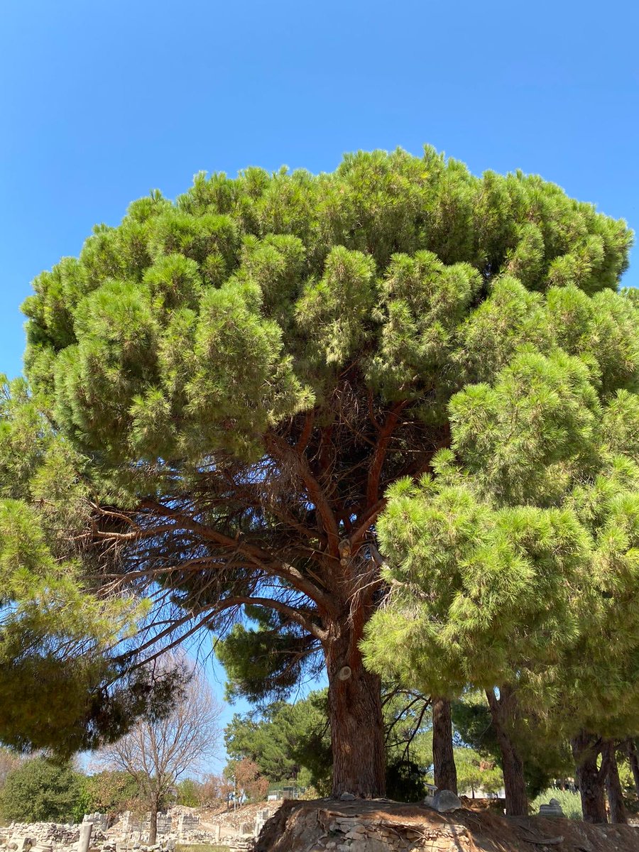 Havalar soğuyunca gölge veren ağaçlar unutulur……..