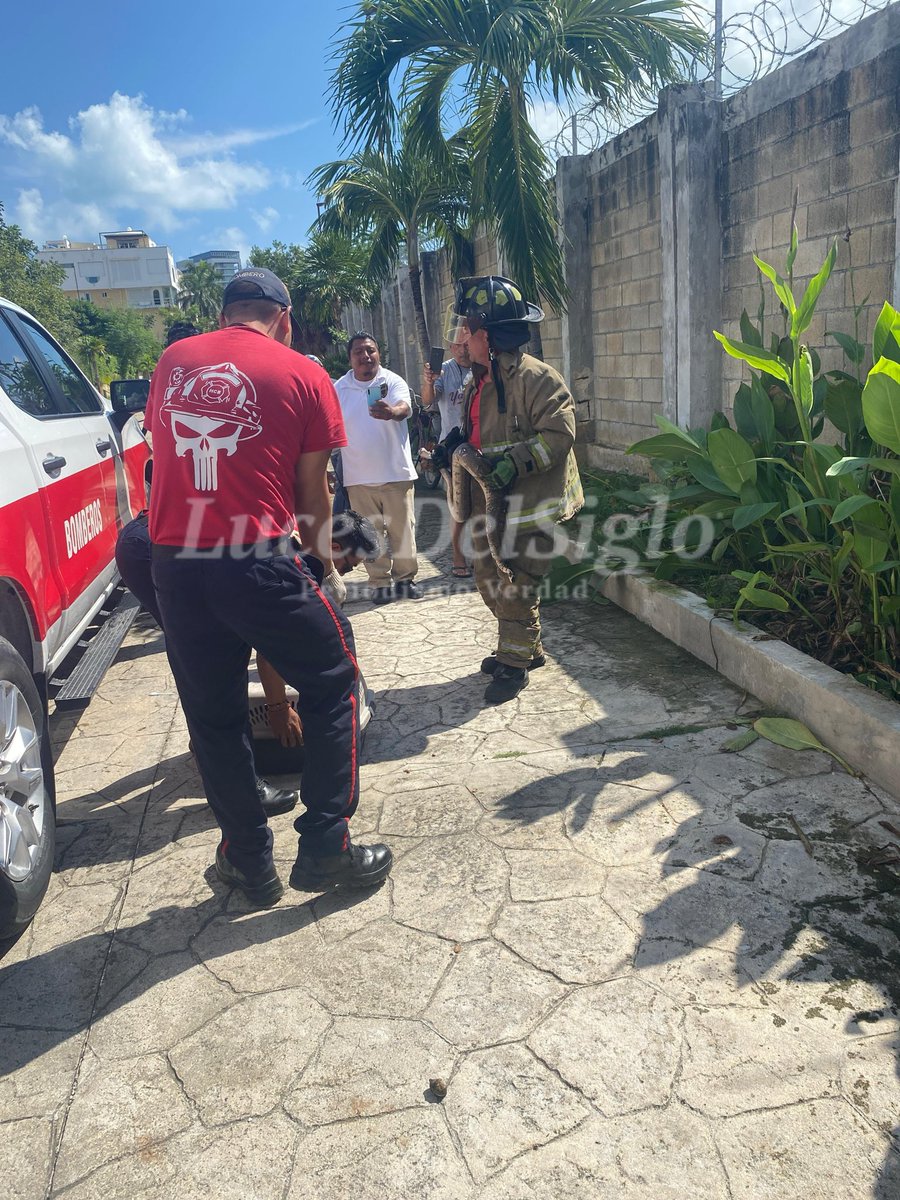 lucesdelsiglo's tweet photo. 🚨 #Bomberos | 🐍🚒 | Bomberos rescatan serpiente en residencial Bahía Azul.

El Heroico Cuerpo de Bomberos acudió al llamado de emergencia tras el avistamiento de una serpiente en la residencial Bahía Azul.
El ejemplar fue resguardado de forma segura y será liberado en una zona protegida, como parte del protocolo para la preservación de la fauna local.

#Cancún #Bomberos #FaunaSilvestre #RescateAnimal #LucesdelSiglo #NoticiasLucesdelSiglo @BomberosCancun