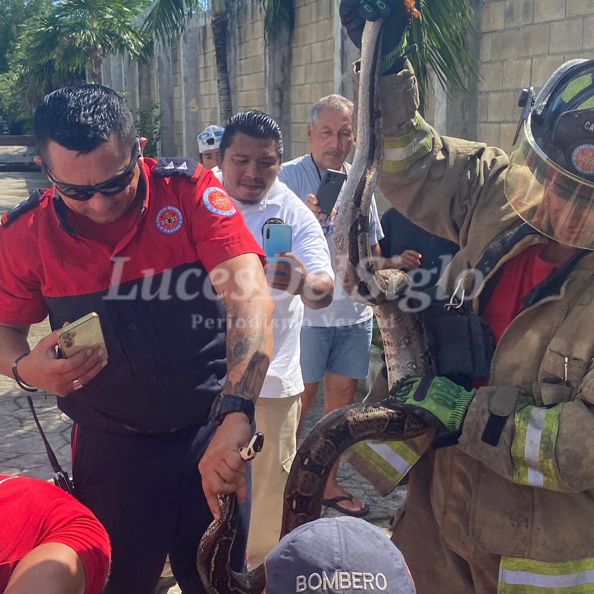 lucesdelsiglo's tweet photo. 🚨 #Bomberos | 🐍🚒 | Bomberos rescatan serpiente en residencial Bahía Azul.

El Heroico Cuerpo de Bomberos acudió al llamado de emergencia tras el avistamiento de una serpiente en la residencial Bahía Azul.
El ejemplar fue resguardado de forma segura y será liberado en una zona protegida, como parte del protocolo para la preservación de la fauna local.

#Cancún #Bomberos #FaunaSilvestre #RescateAnimal #LucesdelSiglo #NoticiasLucesdelSiglo @BomberosCancun