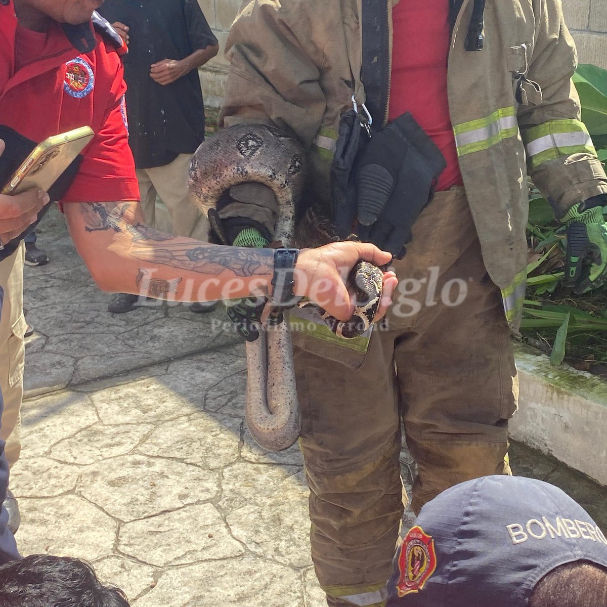 lucesdelsiglo's tweet photo. 🚨 #Bomberos | 🐍🚒 | Bomberos rescatan serpiente en residencial Bahía Azul.

El Heroico Cuerpo de Bomberos acudió al llamado de emergencia tras el avistamiento de una serpiente en la residencial Bahía Azul.
El ejemplar fue resguardado de forma segura y será liberado en una zona protegida, como parte del protocolo para la preservación de la fauna local.

#Cancún #Bomberos #FaunaSilvestre #RescateAnimal #LucesdelSiglo #NoticiasLucesdelSiglo @BomberosCancun