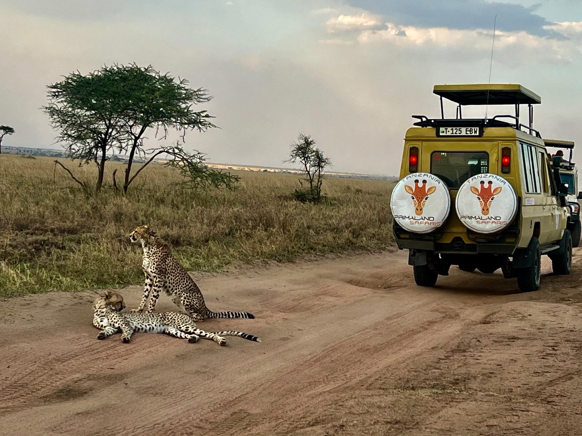 Primaland Safaris Tanzania Lmt (@primaland_) on Twitter photo 
