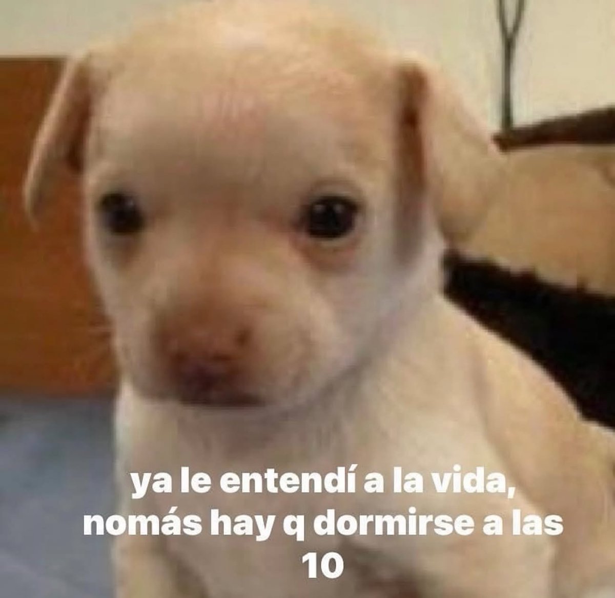 piña sin pizza (@skereunpesado) on Twitter photo 