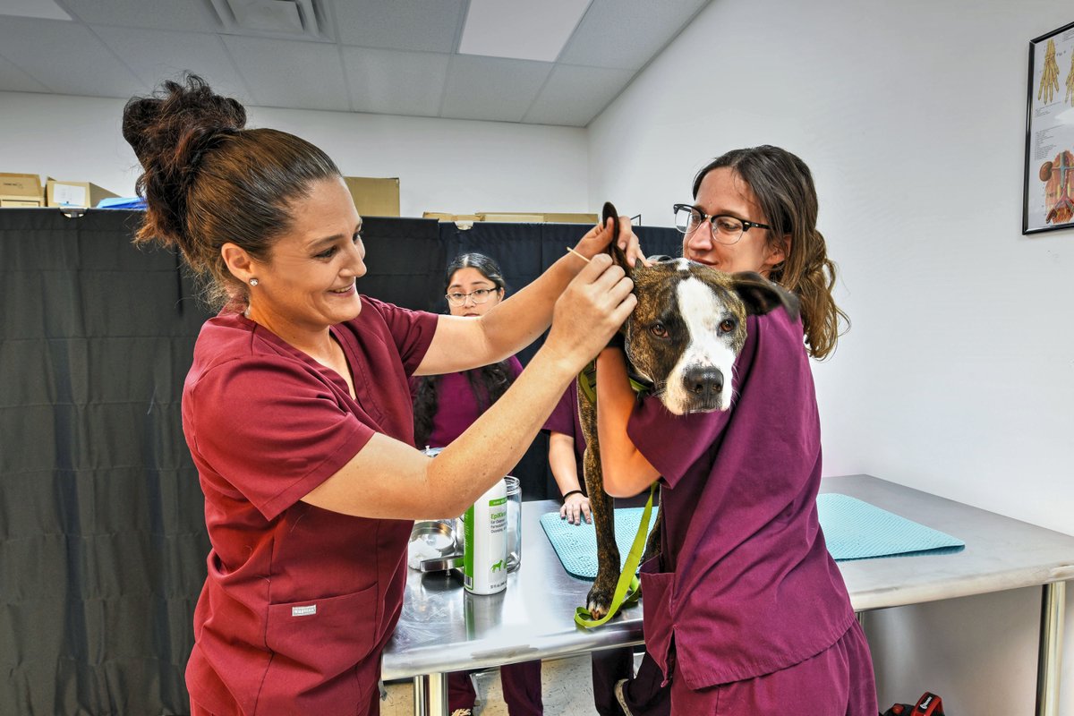 MySouthernTech's tweet image. “The expert in anything was once a beginner.” – Helen Hayes
Start your career journey this fall at Southern Technical College.

🌟 Classes start October 27th — your time is now!
#MotivationMonday #SouthernTechCollege