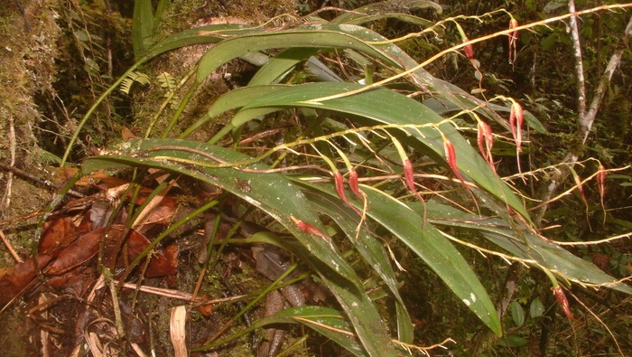 🌸 Científicos descubren una nueva especie de orquídea en el Parque Nacional Yanachaga Chemillén (Pasco). La Pleurothallis yanesha rinde homenaje al pueblo Yánesha y refuerza el valor del Perú como centro mundial de biodiversidad. <a href="/SERNANP/">SERNANP</a> 
inforegion.pe/descubren-nuev…