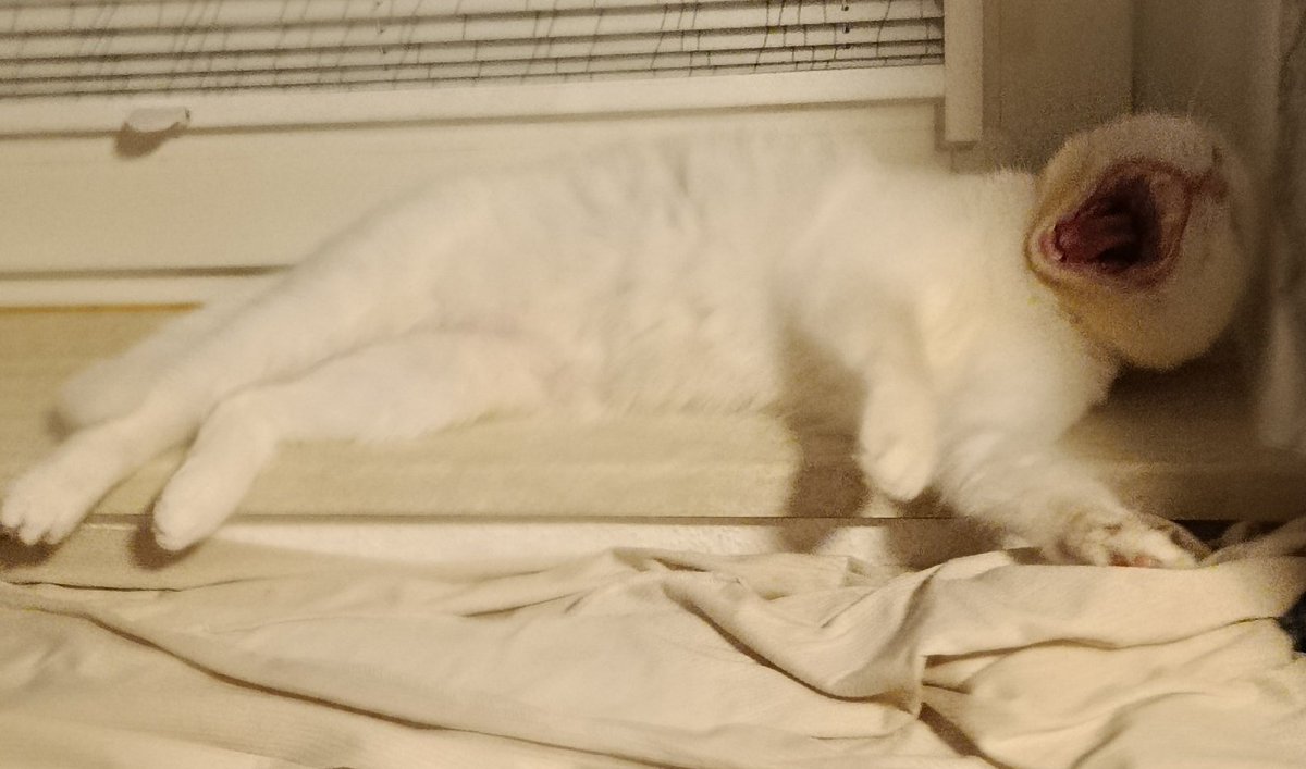 Подхожу сфоткать мило спящую котю 

Мило спящая Котя прямо во время съёмки: