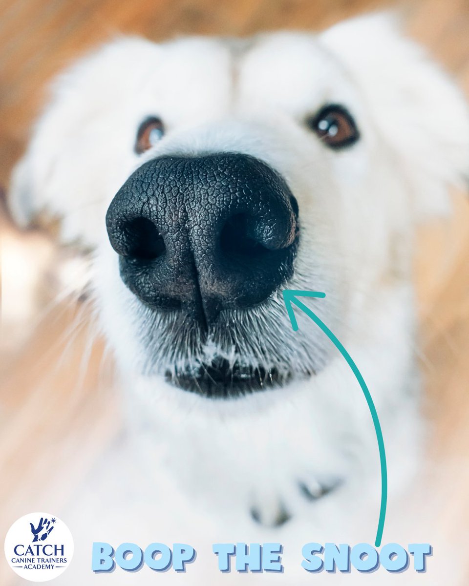 CATCHdogtrainer's tweet image. Permission to boop granted! 👃
......
#CATCHCanineTrainersAcademy #DogTraining #DogTrainer #AnimalEducation #Boop