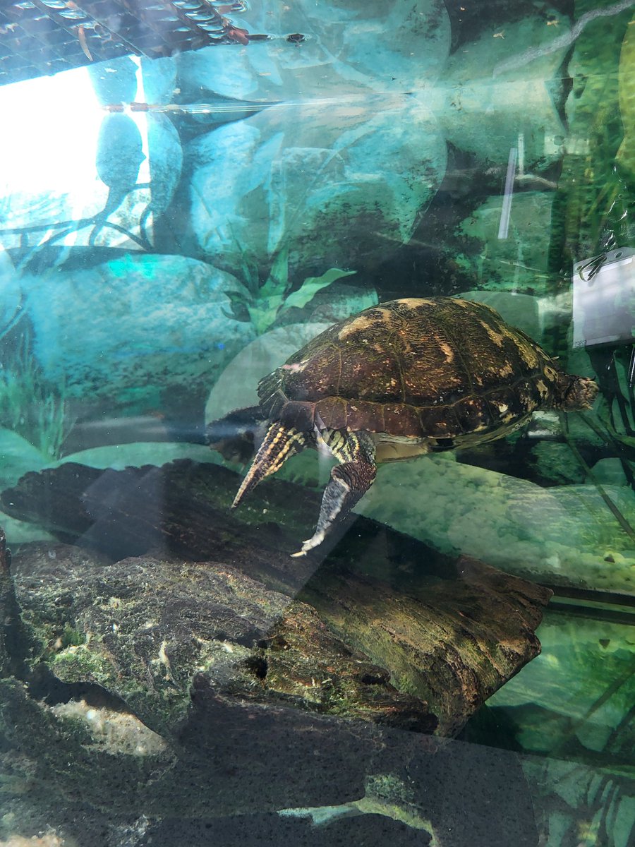 DhtLivingstone's tweet image. Great to see the learning going on in S2 Technical and Science today. I look forward to seeing how the projects develop! @invacadTech @invacadsci @invacad