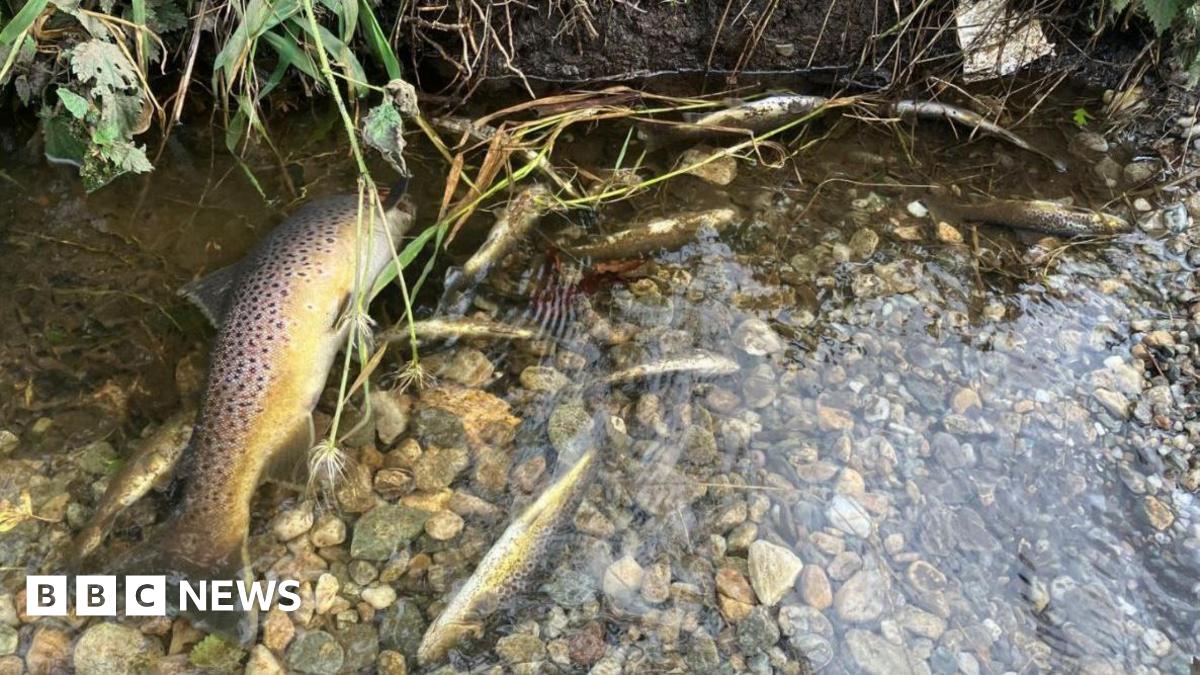 There has been a fish kill on the Six Mile Water river in Ballyclare, County Antrim.

Members of the Six Mile Water Trust (SMWT) voluntary group said they have seen dead fish being washed downstream and "numerous" others in distress.

bbc.co.uk/news/articles/…