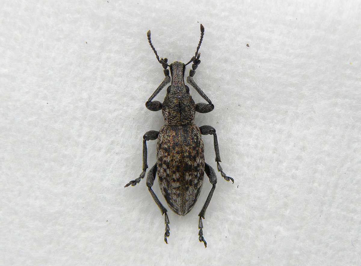 カモノハシ太郎です カモノハシ