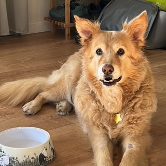 💔ALMAS LIBRES 
Lamentablemente MOLLY ha cruzado 🌈 a los 12 años y medio.
Un enorme abrazo para Gabriela y familia,lo sentimos muchisimo.. MILES DE GRACIAS por haberla querido y cuidado tanto.
D.E.P angelito Molly,vuela alto y libre,sin dolor.
SIEMPRE EN NUESTRO RECUERDO