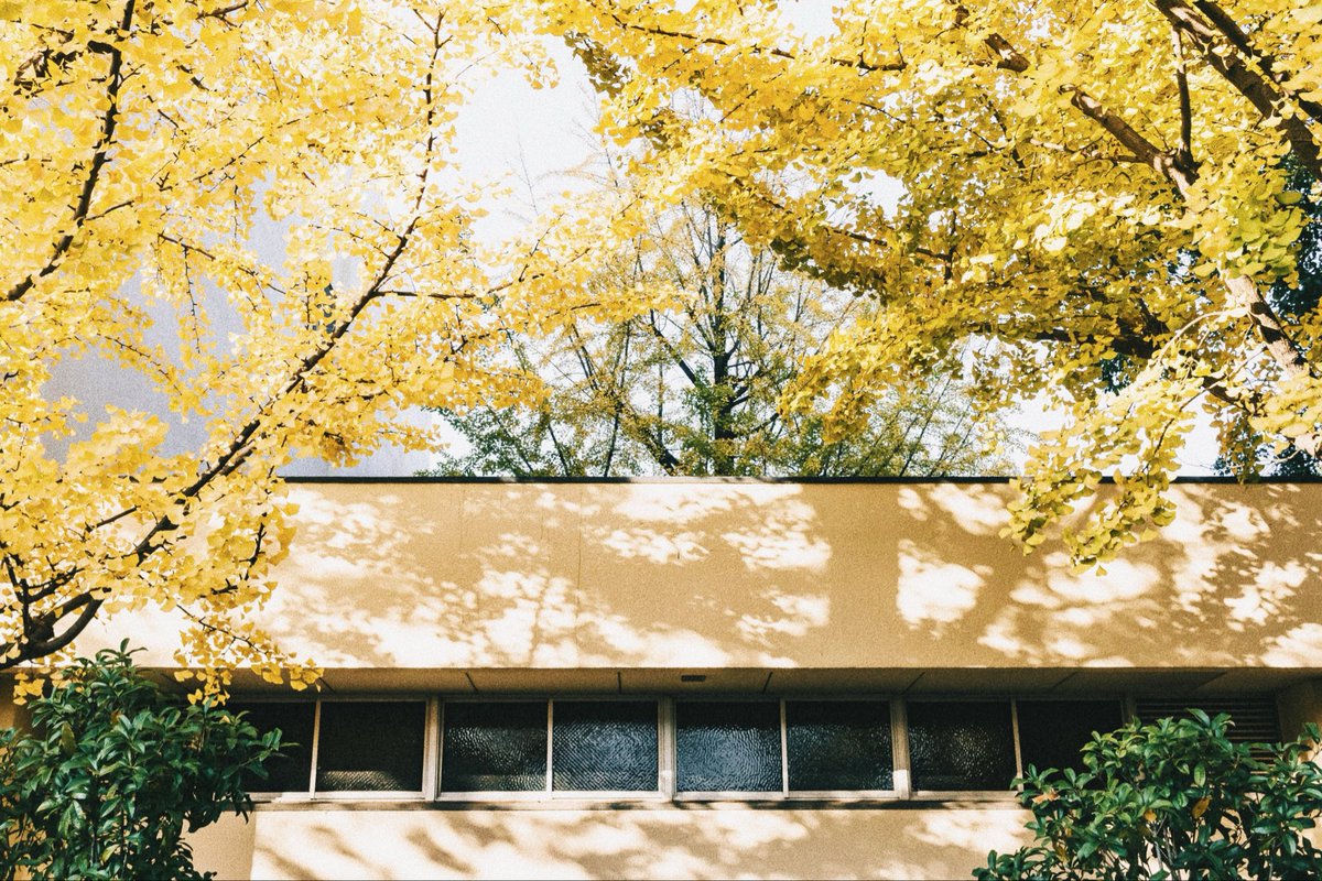 おやすみしぇる。