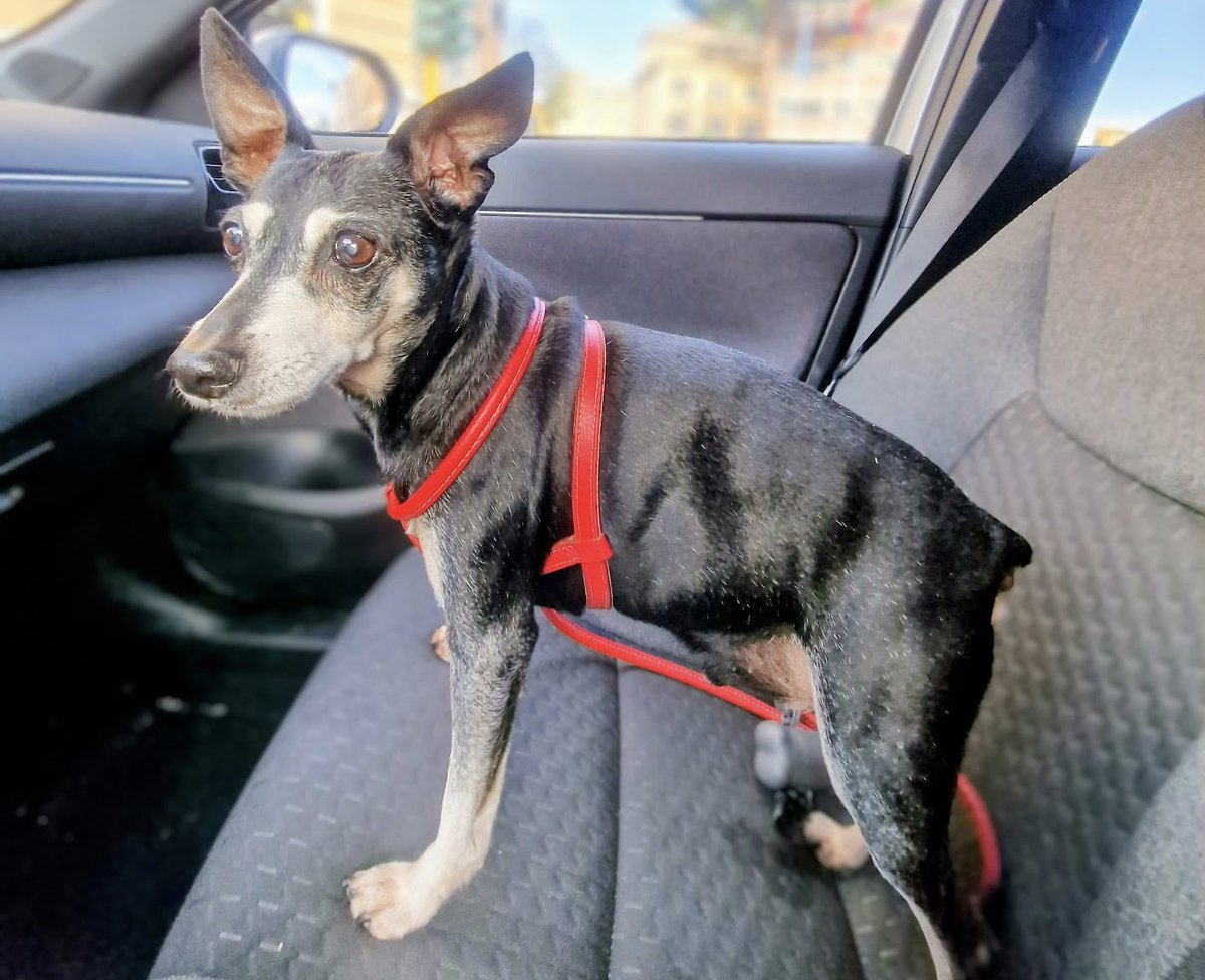 Paolo Valente tweet media