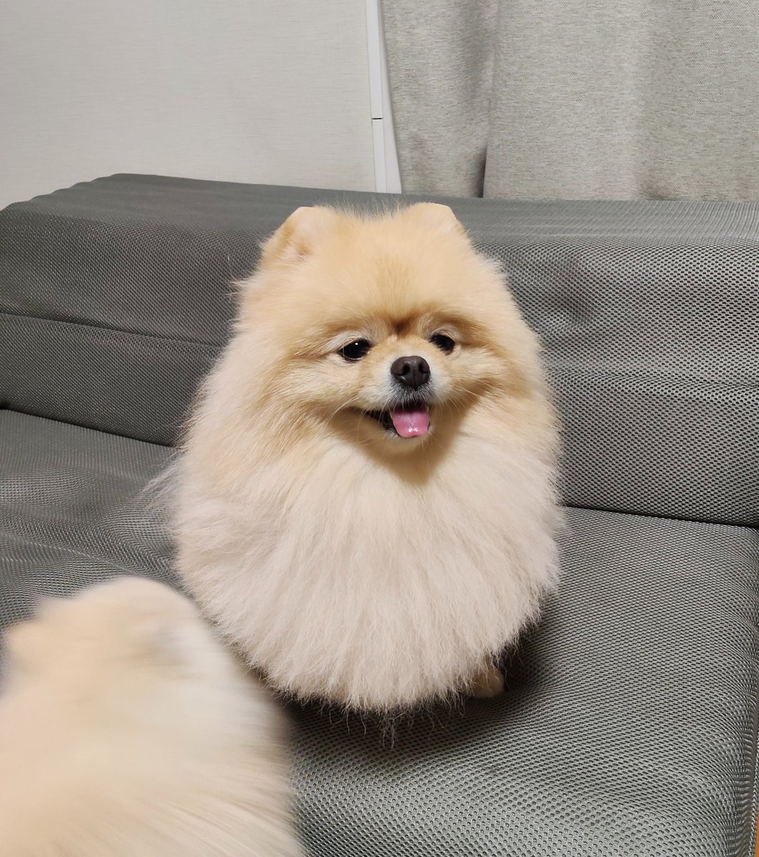 ポメラニアンのとろろ (@Pome_tororo) / Posts / X