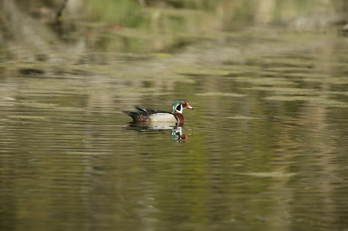 IDNR has selected waterfowl season dates &amp; zone lines for the 2026-2030 seasons based on scientific information &amp; input from waterfowl hunters. New zone lines &amp; season dates will not take effect until the 2026 season. See the zone lines and dates here: huntillinois.org/waterfowl/