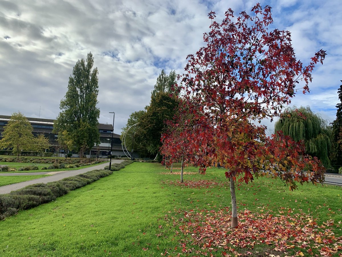 tompolkey's tweet photo. More autumn scenes demonstrated in these captures taken yesterday at Peterborough 21/10/2025 #autumn #autumnvibes #autumncolours #autumndays #autumncapture #autumnseason #autumntime #autumnphotography #photography https://t.co/IaAlsjnSKc