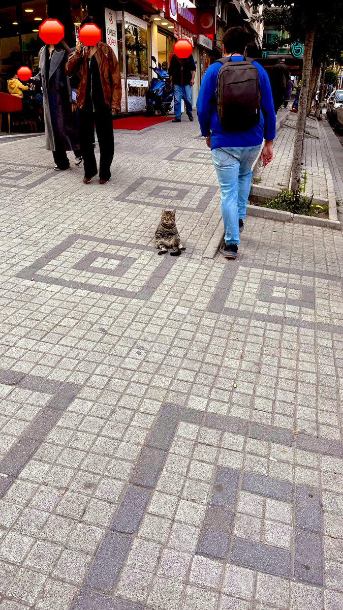 Emekli maaşıyla mama alamadığımı fark etmişimdir.🦦🥴
#catsofıstanbul