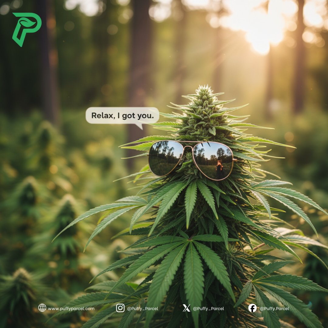 Puffy_Parcel's tweet photo. Your daily reminder: stress isnβt invited to your vibe check πΏ
#PuffyParcel #WeedLife #BluntTalk #CloudCulture #MoodClouds https://t.co/49DHVJzx3h