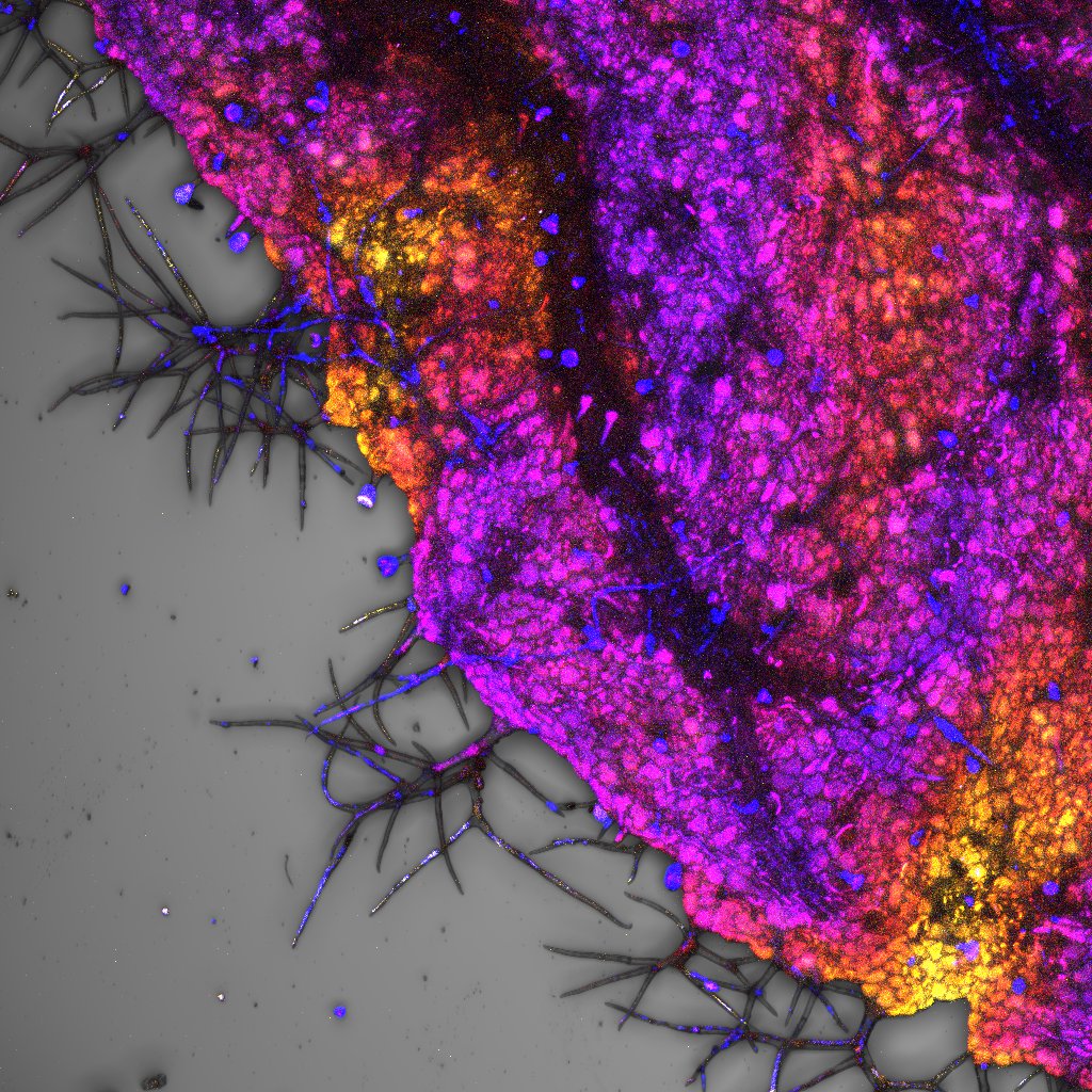 CIBumayor's tweet image. 🎉 La Unidad de Microscopía ganó el Start-Art Project para mostrar su talento tecnológico y creativo mediante imágenes científicas artísticas de alta calidad.
📸 Pétalo de Lavanda (SP8 confocal 10X) por Charlotte & Luz.
¡Felicidades Charlotte, Luz  y Aníbal! 👏🙌 #CienciaYArte