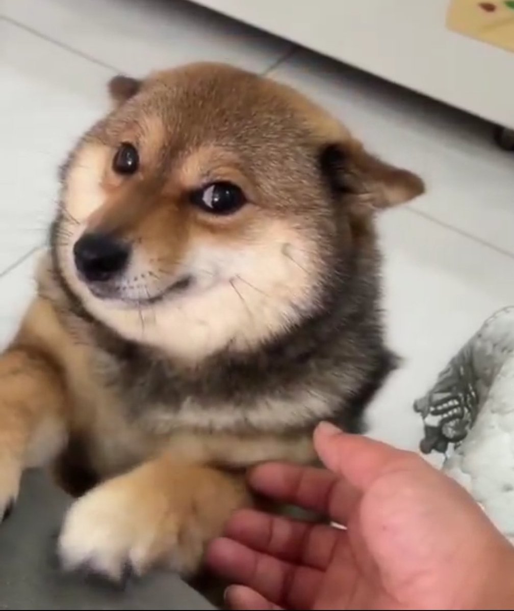 如果你真的是个爱狗人士，也是 BNB Chain 的支持者，那没有什么比这更好的了——别再去攻击其他链上的社区。先立个榜样：把一个狗狗币做到超过 1 亿美元的市值，再来指责或打压别人。
#肉肉