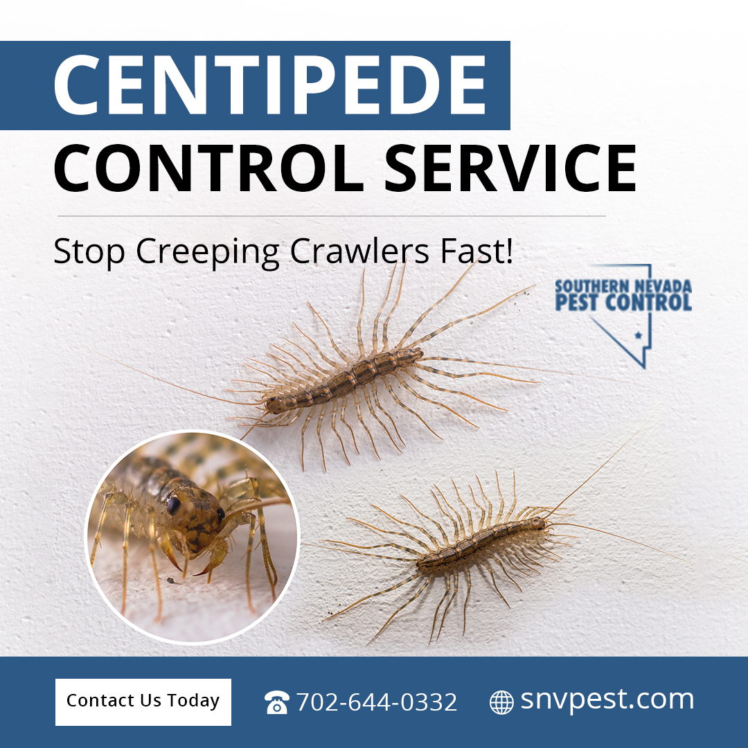 SNVPest's tweet image. ⚠️ Centipedes invading your home?
Our expert team will eliminate them quickly. 🐜🦠

Act fast to prevent them from spreading!
📞 Call now: 702-644-0332
🌐 Visit: snvpest.com

#CentipedeExtermination #PestControlExperts