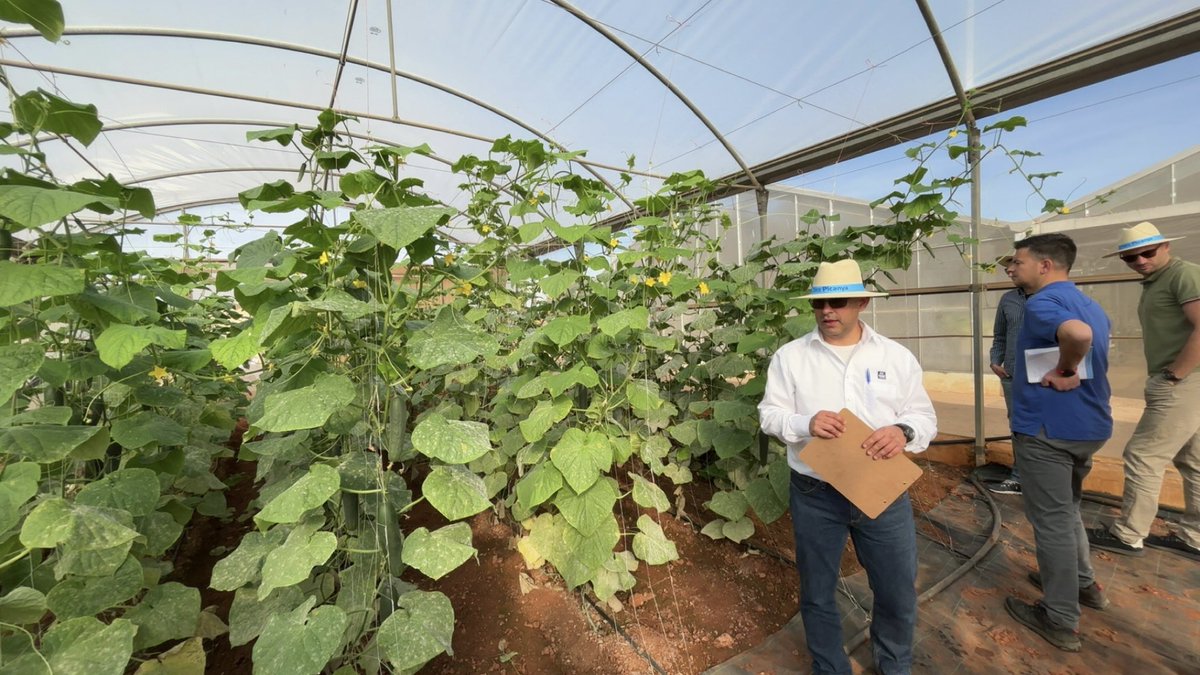 A great trip to <a href="/yara/">Yara International</a> Pikanya Demo Farm showcasing YaraAmplix biostimulants and YaraVita #agriculture #biostimulants #yaraamplix