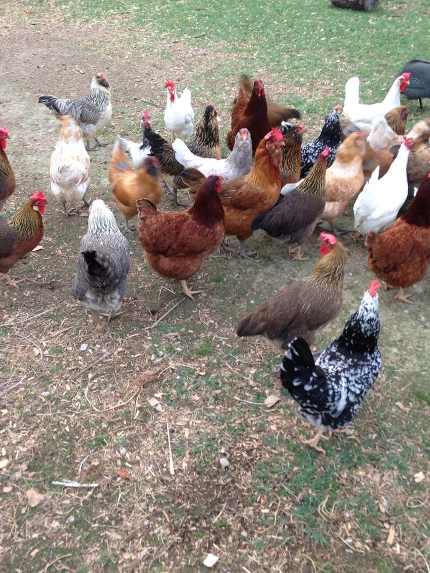 What is a group of chickens called?