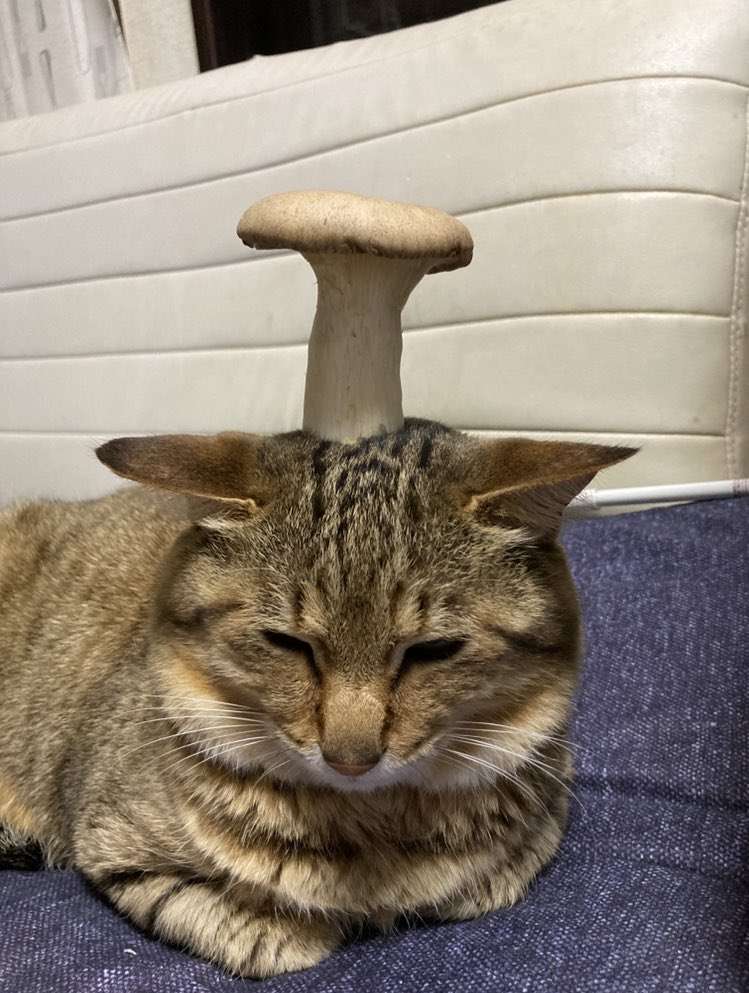 morbidwave's tweet image. 