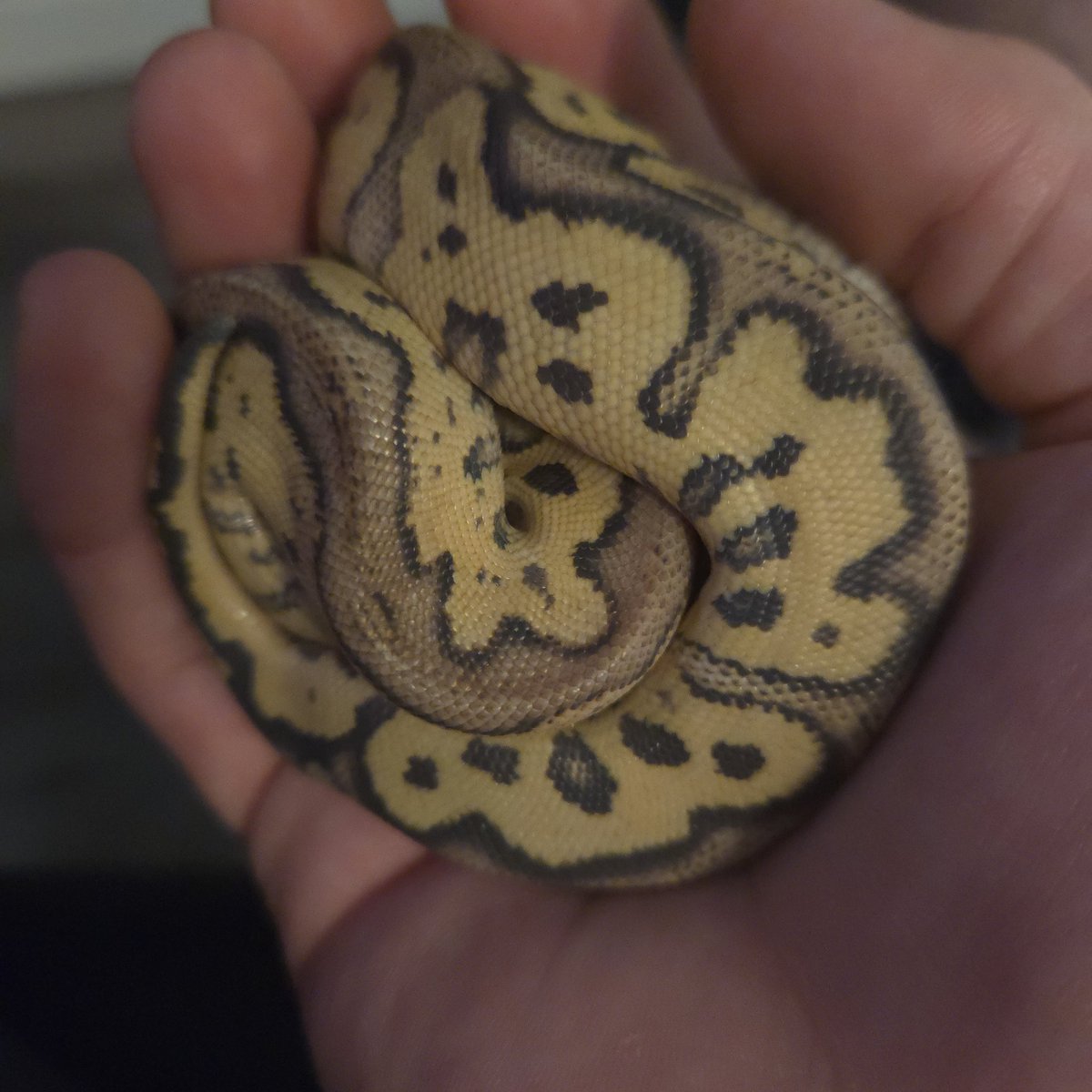 ElevatedExpdton's tweet image. Noodle 2.
Once they are comfortable I'll be taking a shit ton of pics and including the breeder.