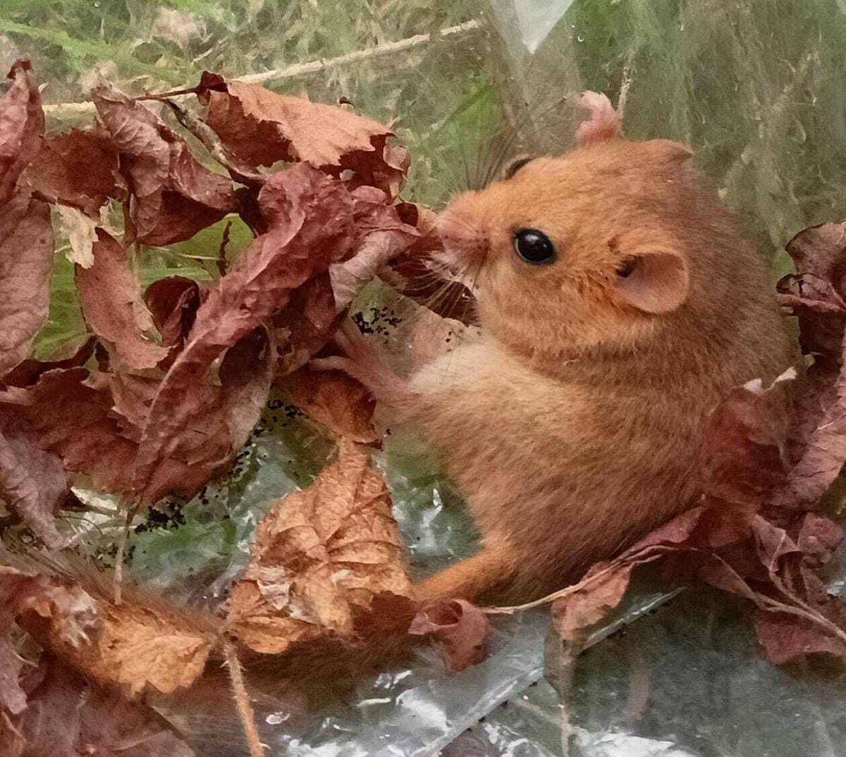 Devon's dormice are fattening up well for hibernation, if this one's anything to go by! 😍 

After their feeding frenzy on hazelnuts, berries, and insects, dormice almost double in weight to create extra fat reserves which help them survive until the spring. 🌼

📷: Andrew at DWT