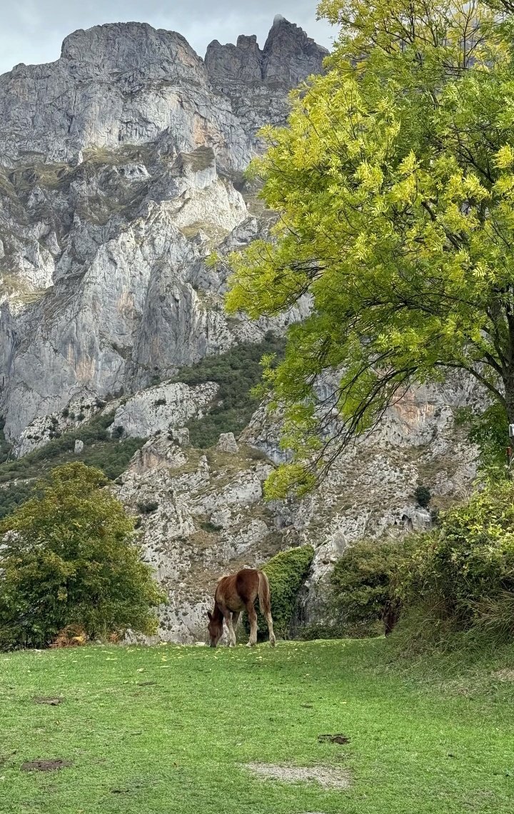 Aprovechando los pastos antes de que la nieve los cubra. 

#DescubreValdeon #PicosDeEuropa #LeonEsp
