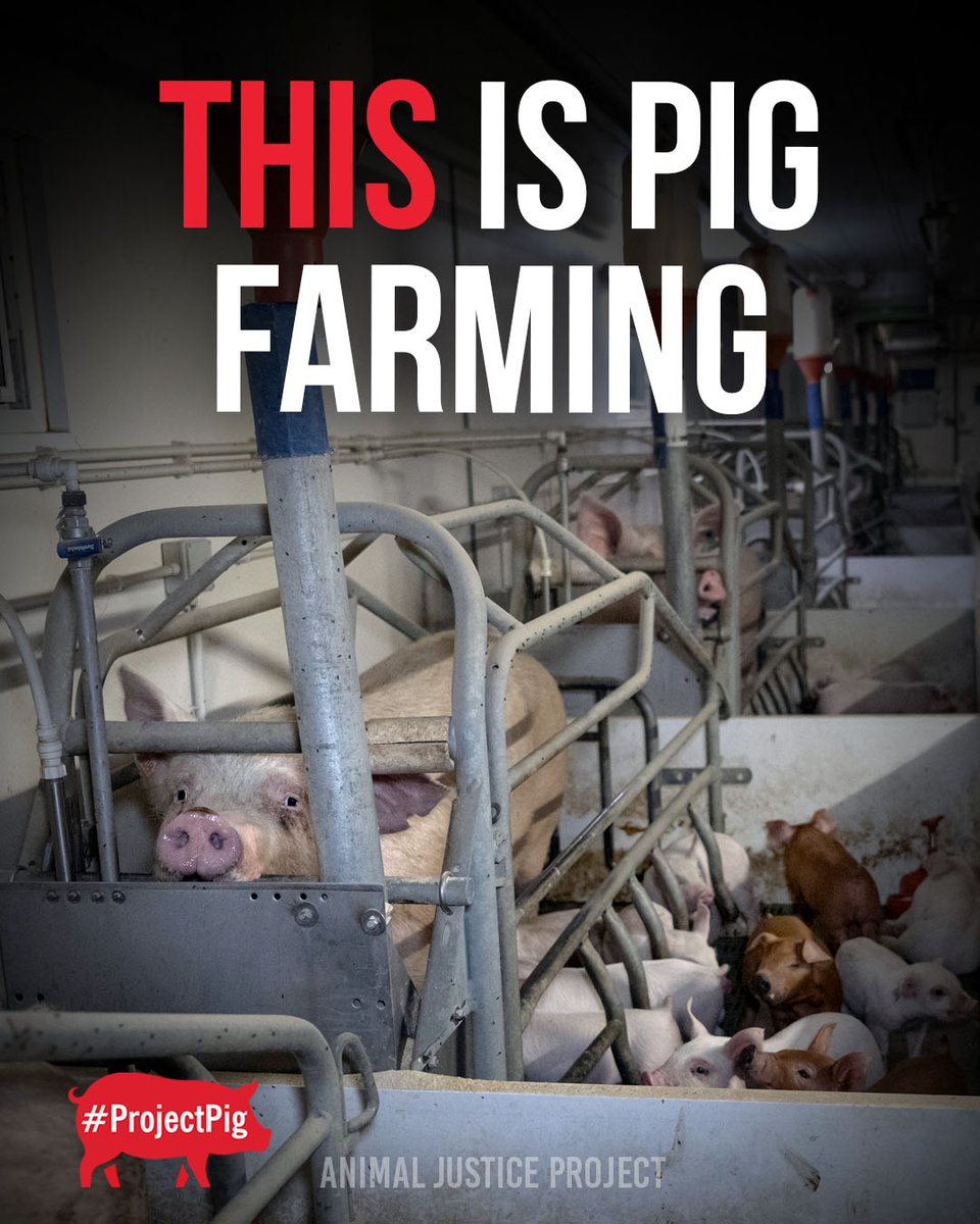 ajpReact's tweet image. This is pig farming
The pig industry exploits pigs and contributes to antimicrobial resistance that harms communities.
Add your name to remove industry influence from government boards: act.animaljusticeproject.com/tim-smith
#ProjectPig #AnimalRights #EndPigFarming #AMR #Superbugs…