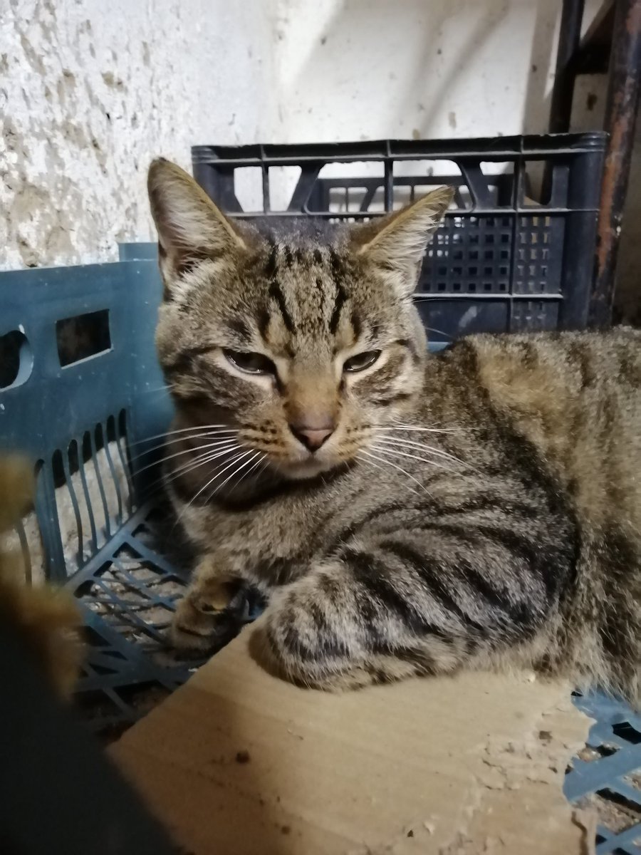 А Степан тем временем греется у печки и ни о чем не жалеет)