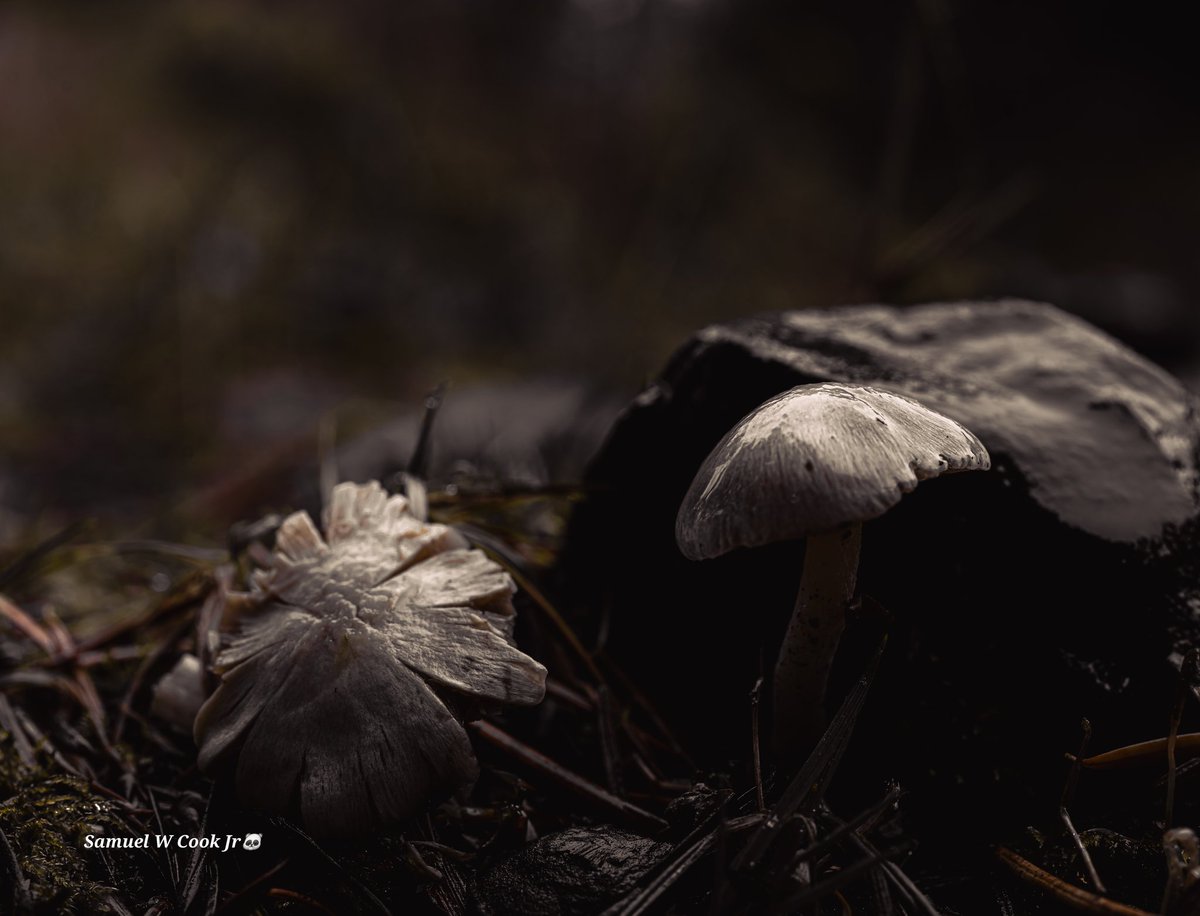 CookPanda2828's tweet photo. #photography  #photooftheday #photographer 
#fungus
#Sony
#funga https://t.co/LgEDUNz9M6