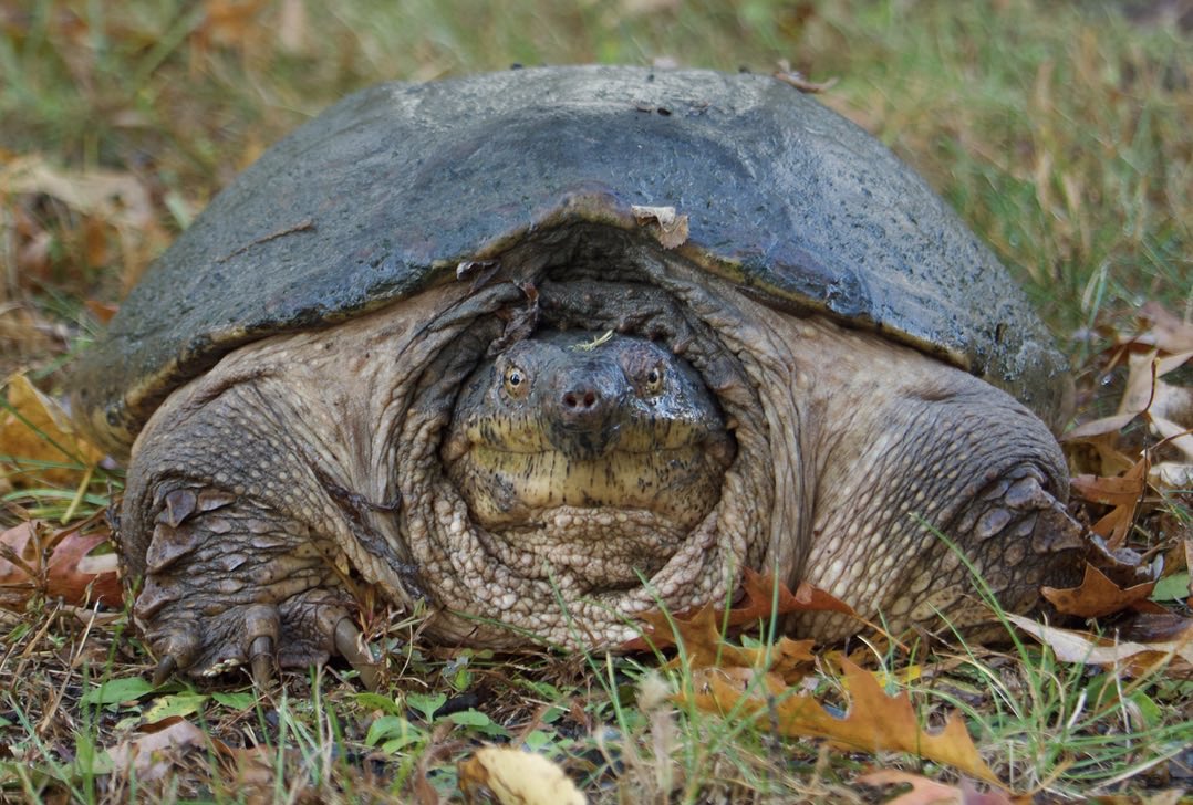 RoppityPhotos's tweet image. Snapping Turtle along the Heritage Trail. #WildlifeWednesday #Wildlife #WildlifePhotography #Turtles
