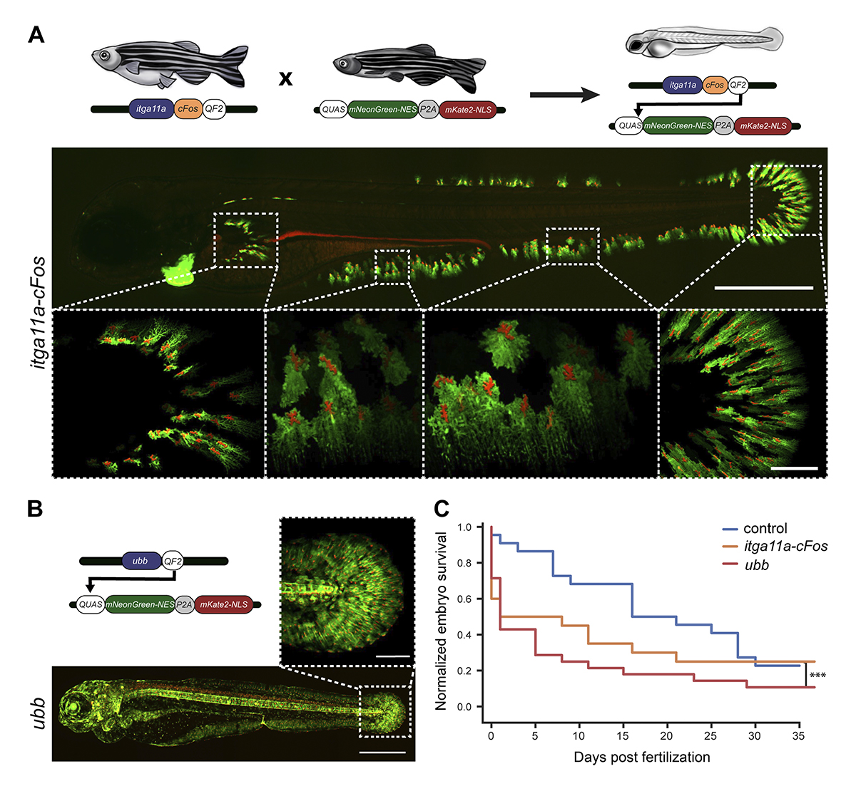 JCellBiol's tweet image. Fazekas, Kaszás, Vámosi et al. @EnyediLab describe a #fibroblast-specific synthetic promoter that enables #biosensor expression &amp;amp; targeted ablation in #zebrafish fins &amp;amp; reveal a role for fibroblasts in osmotic surveillance by wound-induced calcium patterns hubs.la/Q03PKzlz0