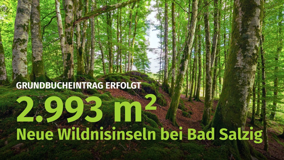 Geschafft!
Ab sofort gehören Wilde Wälder zwei weitere Waldstücke. Zusammen kommen diese beiden neuen Wildnisinseln auf 2.993 m².
💚 = Support 🔁 = Mega-Support