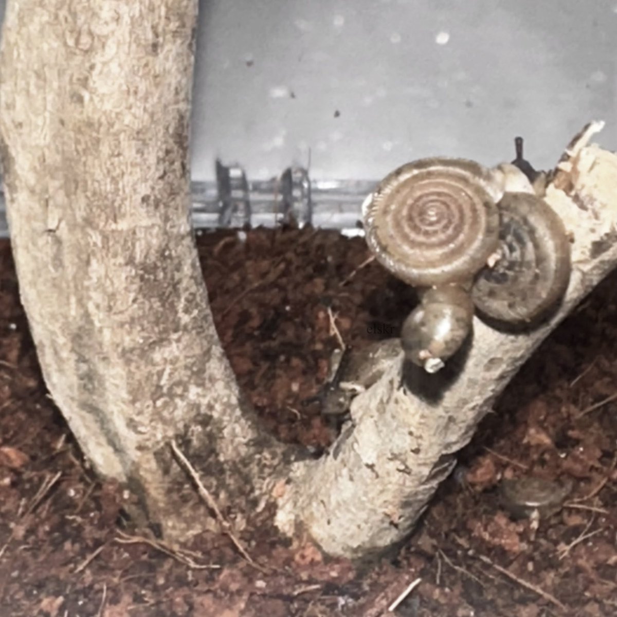 southern flatcoil snails