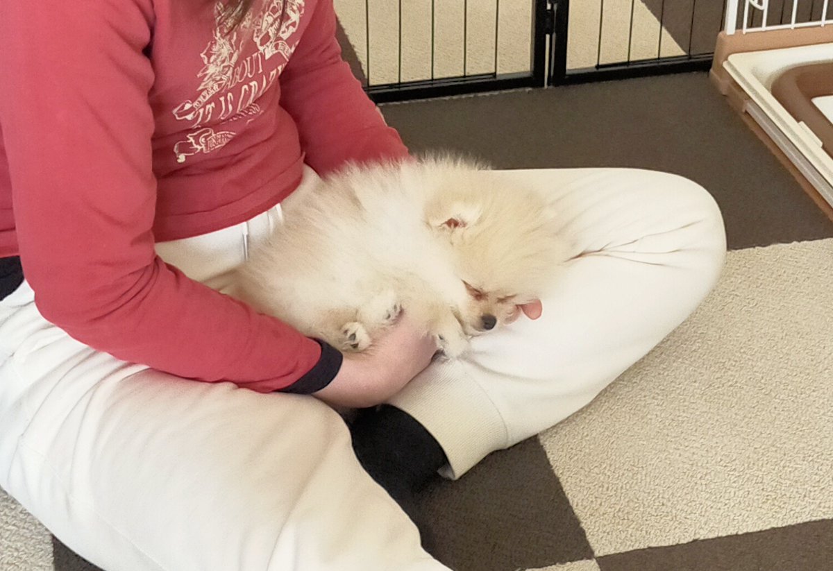 ポメラニアンのとろろ (@Pome_tororo) / Posts / X