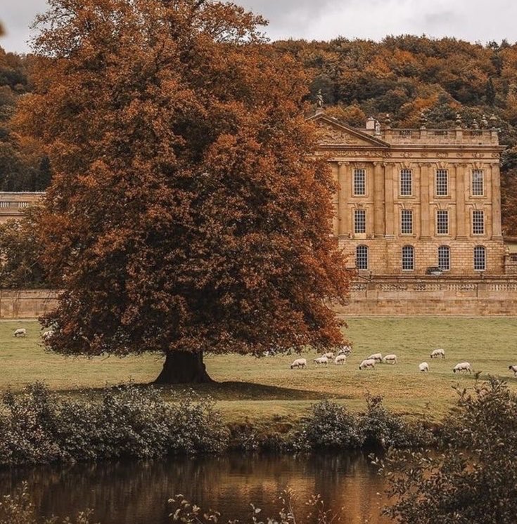 pamvonhadder's tweet image. Fall days with beautiful trees 🍂🤎