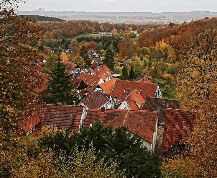 pamvonhadder's tweet image. Fall days with beautiful trees 🍂🤎