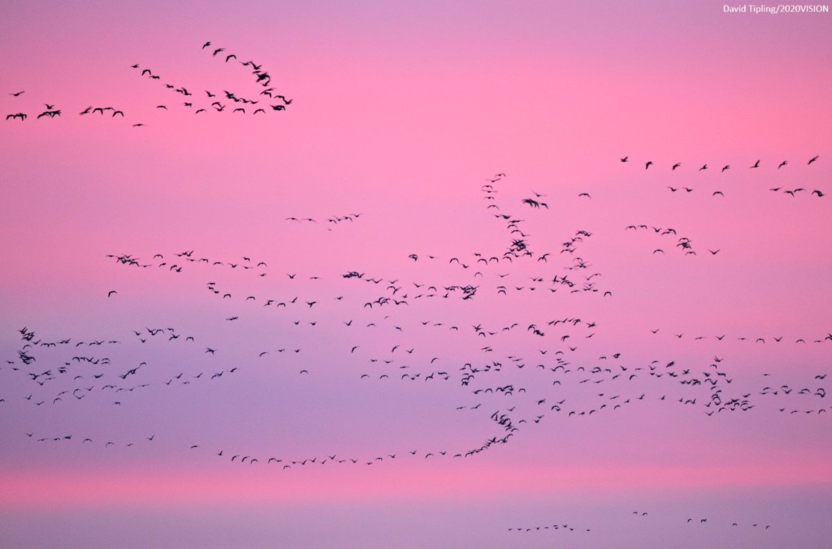 The Wildlife Trusts tweet media