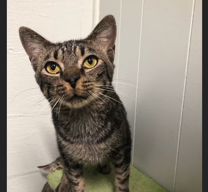 HollywoodDogs's tweet photo. Critter, a 3-year-old tabby at an overcrowded shelter in #Clanton, #AL, needs a forever home, a foster home, or rescue https://t.co/w1mZw04SZF #URGENT #tabby ๐ฑ https://t.co/Q8btOsdnvO