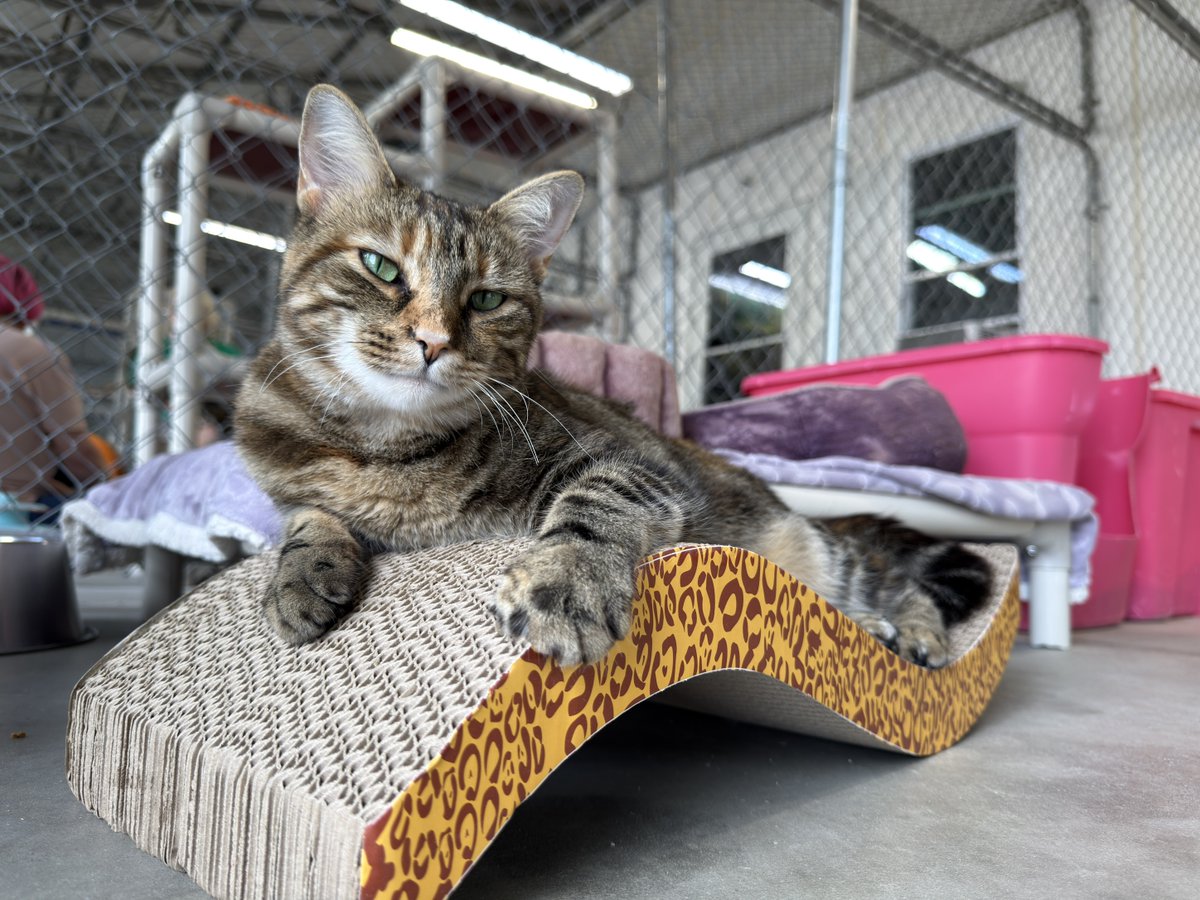 #COTD Leia is a FeLV+ kitten that was found under a shed in Tennessee. She is a true bouncing ball of pure joy and energy! Her nickname “Parkour Princess”.  She loves to run the wheel and play with her friends!

Read More: blindcatrescue.com/cats/leia.htm